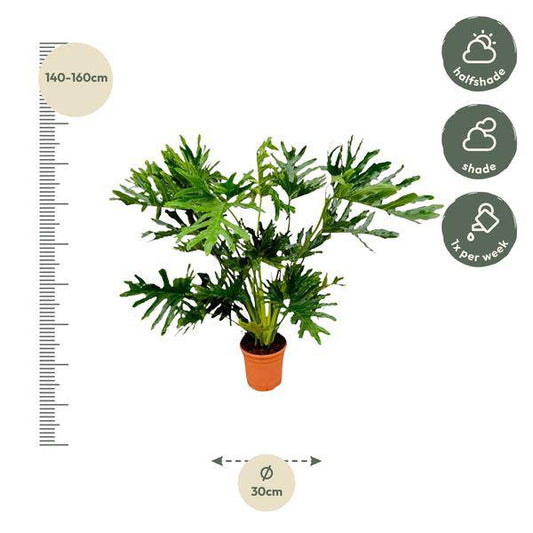 Baum-Philodendron – Philodendron Selloum – ca. 130cm hoch – Ø24cm – Tropische Zimmerpflanze mit großen, gelappten Blättern – Dekorative Grünpflanze für Wohnzimmer & Büro 