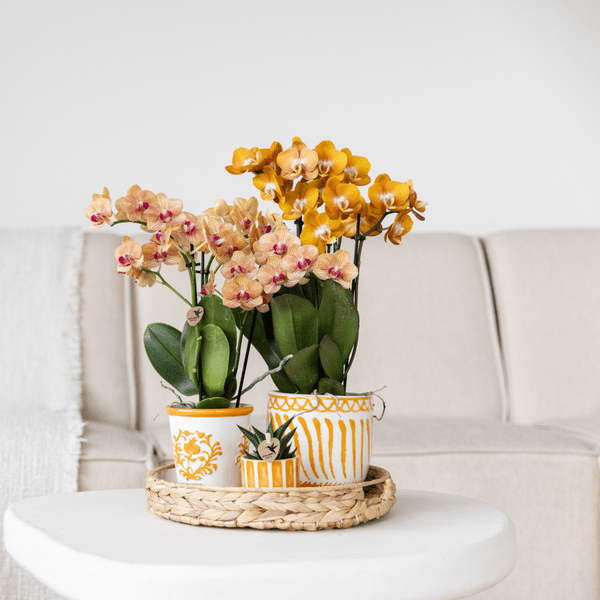Malaga Blumentopf Orange Ø9cm – Dekorativer Keramiktopf in sommerlichem Design – Pflanzentopf für Zimmerpflanzen & Kräuter – Stilvolle Blumendeko für Wohnzimmer, Küche & Büro 