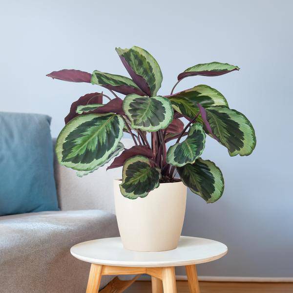 Calathea Medaillon 65cm – Korbmarante Zimmerpflanze Ø21cm im weißen Viber Topf – dekorative tropische Grünpflanze mit gemusterten Blättern 