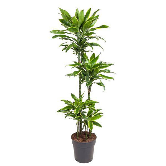 Drachenbaum – Dracaena Golden Coast 140cm – Ø27cm – Zimmerpflanze mit grün-goldenen Blättern – Pflegeleichte Grünpflanze für Wohnzimmer, Büro & Wintergarten 
