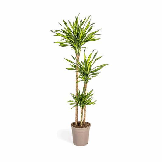 Dracaena Deremensis Rikki - Drachenbaum - Zimmerpflanze - Ø24cm - ↕130-150cm 