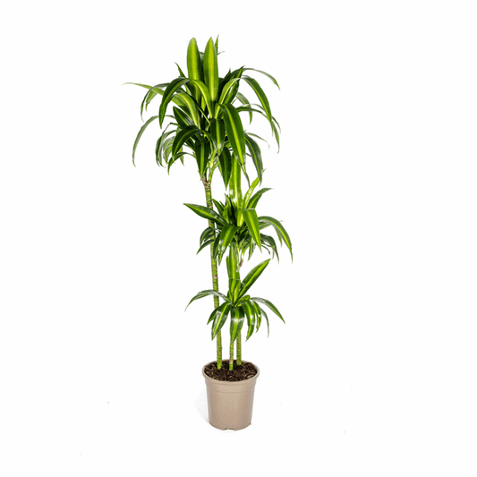 Dracaena Deremensis Hawaiianischer Sonnenschein Ø24cm - ↕130 - 150cm