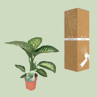 Dieffenbachie - Dieffenbachia seguine 'Tropic Snow' - Zimmerpflanze - Ø19cm - ↕70cm