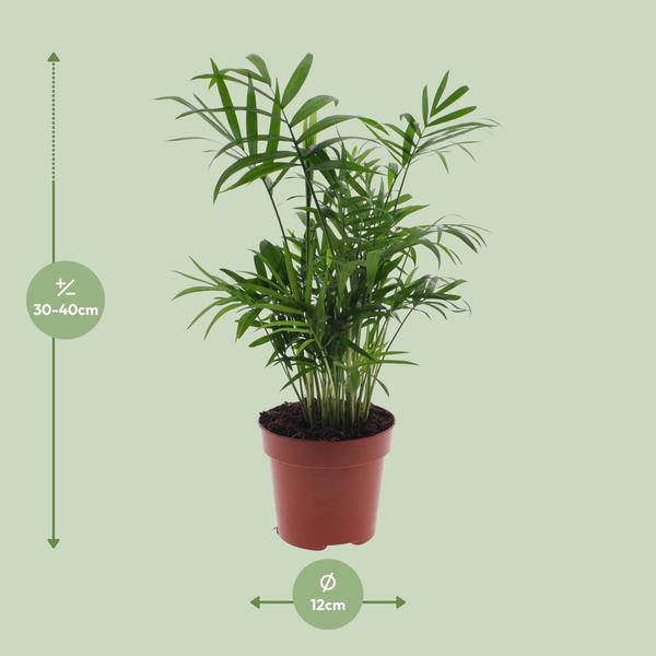 Chamaedorea Elegans - Mexikanische Bergpalme - Ø17cm - ↕55cm - Ø12cm - ↕40cm - Oasis of Life