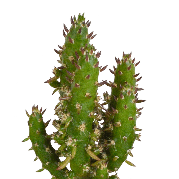 Kakteen - Mix - 5,5 cm - 5 Stück - Zimmerpflanze - im Topf