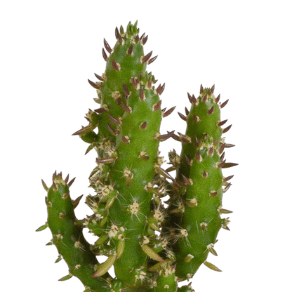 Kakteen - Mix - 5,5 cm - 5 Stück - Zimmerpflanze - im Topf