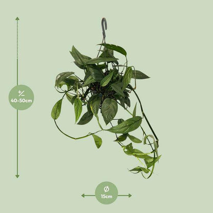 Efeutute - Epipremnum Cebu Blau - Zimmerpflanze - Ø15cm - ↕45cm