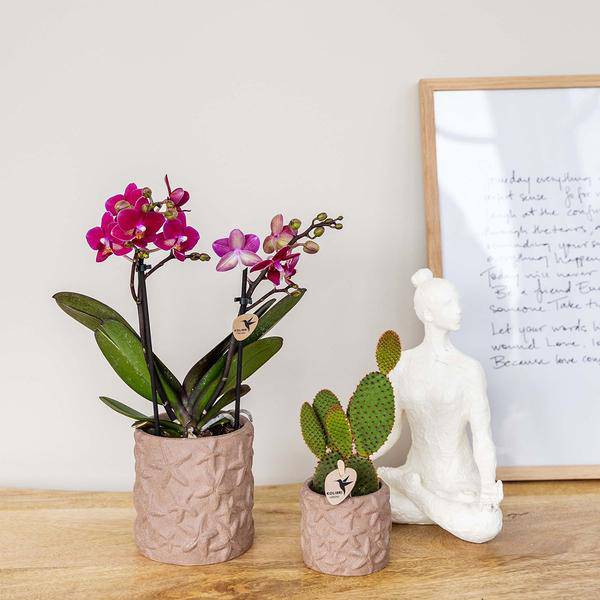 Sternchen Fisch Topf Dekotopf - Sand - Ø6cm 