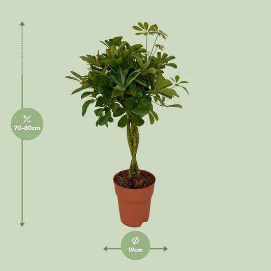 Strahlenaralie – Schefflera Compacta – Zimmerpflanze – Ø19 cm Topf – Ca. 80 cm hoch – Pflegeleicht & dekorativ – Ideal für Innenräume & überdachte Terrassen 