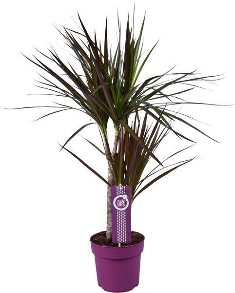 Drachenbaum - Dracaena Magenta - Zimmerpflanze - Ø17cm - ↕70cm 