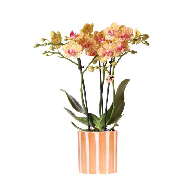 Phalaenopsis Orchidee Bozen Orange – Zimmerpflanze Ø9cm – inkl. Painted Stripe Topf Orange – Exotische Orchidee mit 2–3 Blütenstielen – Dekorative Blütenpflanze für Wohnzimmer & Büro 