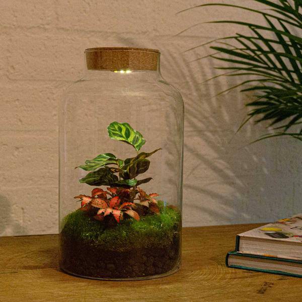 Flaschengarten - DIY - Milky Calathea mit Lampe - ↕ 31 cm