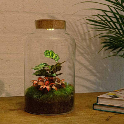 Flaschengarten - DIY - Milky Calathea mit Lampe - ↕ 31 cm