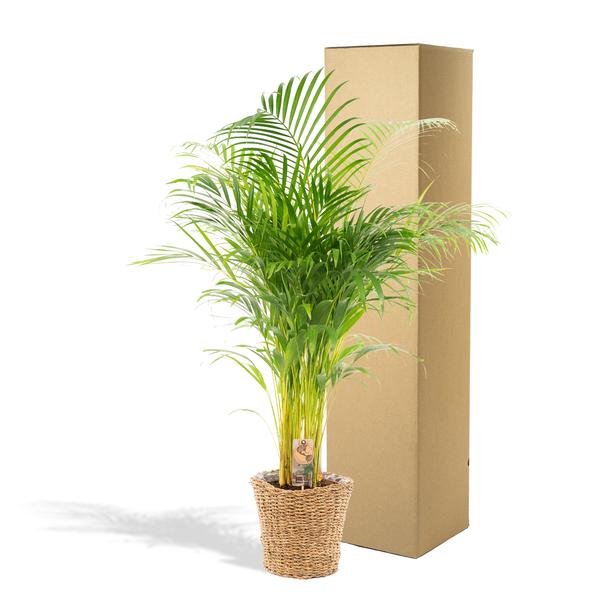 Areca mit Korb - ↨130cm - Ø24cm - Oasis of Life