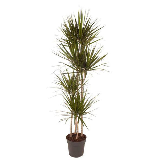 Drachenbaum – Dracaena Marginata 160cm – Ø27cm – Zimmerpflanze mit grünen Blättern & roten Rändern – In braunem Design-Topf – Pflegeleichte Dekopflanze für Wohnzimmer, Büro & Wintergarten 