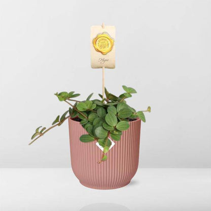 Zwergpfeffer - Peperomia 'Hope' - Zimmerpflanze + Topf Vibes Fold 14cm Rosa