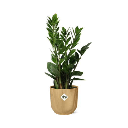 Glücksfeder - Zamioculcas - Zimmerpflanze - 45-50cm + Topf Vibes Fold 14cm Gelb