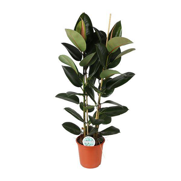 Gummibaum - Ficus Elastica Robusta - Zimmerpflanze - Ø24cm - ↕110cm