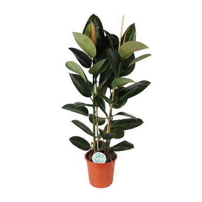 Gummibaum - Ficus Elastica Robusta - Zimmerpflanze - Ø24cm - ↕110cm