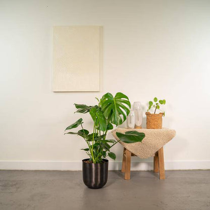 Köstliches Fensterblatt - Monstera Deliciosa + Topf Mayk Blei - Zimmerpflanze - ↨80cm - Ø21cm
