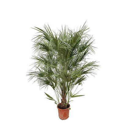 Grüne Zwergpalme - Chamaerops Humilis - 170cm - ø30cm