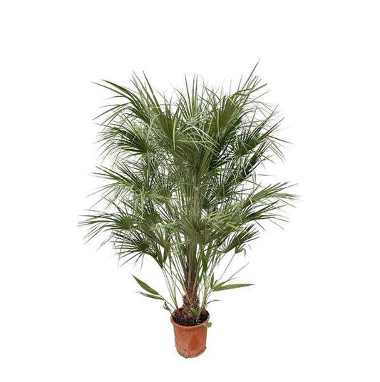 Grüne Zwergpalme – Chamaerops Humilis 170cm – Ø30cm – Mediterrane Kübelpflanze mit fächerförmigen Blättern – Robuste Palme für Garten, Terrasse, Wintergarten & Balkon – Pflegeleicht 