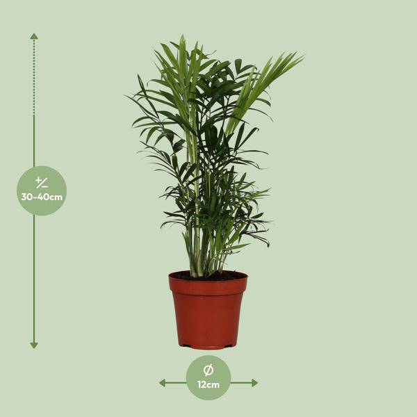 Mexikanische Bergpalme - Chamaedorea Elegans - Zimmerpflanze - Ø12cm - ↕40cm