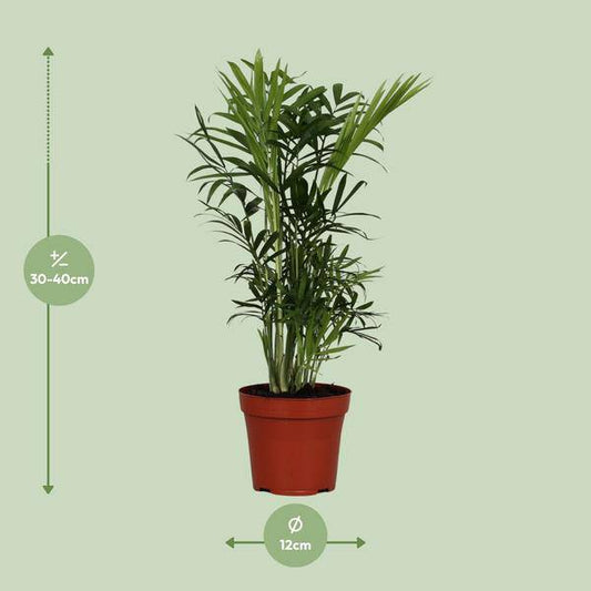 Mexikanische Bergpalme - Chamaedorea Elegans - Zimmerpflanze - Ø12cm - ↕40cm 