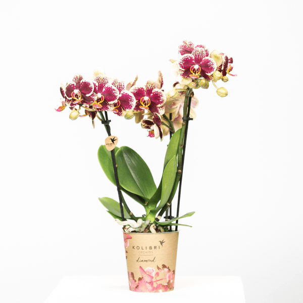 Phalaenopsis Orchideen Spanien Gelb-Rot - Topfgröße Ø9cm - Zimmerpflanze - 4 Stück