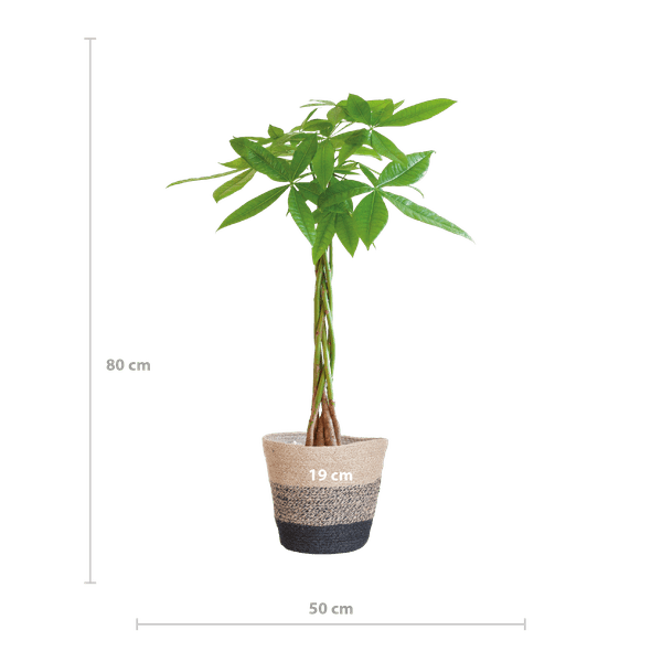 Pachira Aquatica - Glückskastanie - Zimmerpflanze - ↕80cm - Ø21cm + Korb Lissabon Schwarz