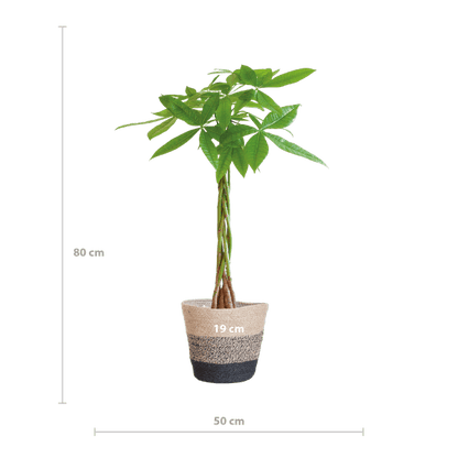 Pachira Aquatica - Glückskastanie - Zimmerpflanze - ↕80cm - Ø21cm + Korb Lissabon Schwarz