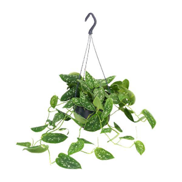 Scindapsus Pictus - Ø15cm - ↕25cm - Ø15cm - ↕25cm - Oasis of Life