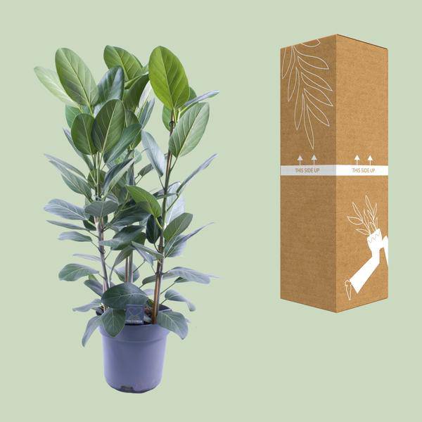 Banyanbaum - Ficus Audrey - Zimmerpflanze - Ø27cm - ↕105cm - 3 Stück