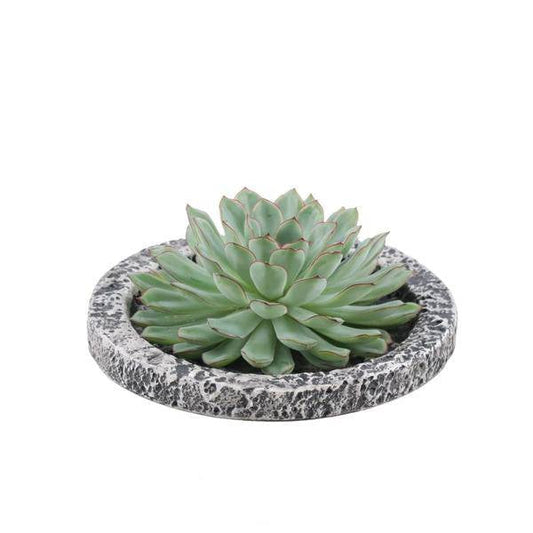 Sukkulente - Echeveria Pulidonis in Schale 'Concrete' - Zimmerpflanze - Ø20 cm - ↕5 cm 