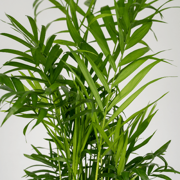 Mexikanische Bergpalme - Chamaedorea Elegans - Zimmerpflanze - Ø12cm - ↕40cm - 2 Stück