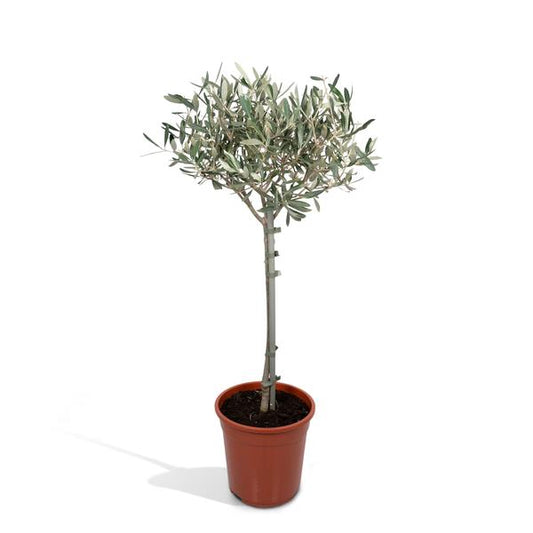 Olivenbaum - Olea - Zimmerpflanze - Ø19cm - ↕90cm