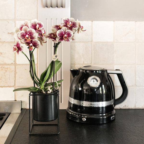 Gelbe rote Phalaenopsis Orchidee - Spanien - Topfgröße Ø9cm | blühende Zimmerpflanze - frisch vom Züchter - Oasis of Life