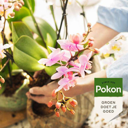 Pokon Bio Orchideenfutter – 250ml – 100% natürliche Pflanzennahrung – Für kräftige, gesunde Orchideen mit tiefgrünen Blättern und üppiger Blüte – Flüssigdünger NPK 3-2-5 