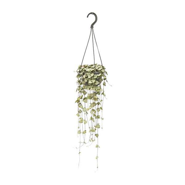 Leuchterblume - Ceropegia Woodii - Zimmerpflanze - Ø14cm - ↕50cm