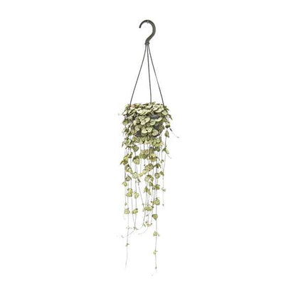 Leuchterblume - Ceropegia Woodii - Zimmerpflanze - Ø14cm - ↕50cm