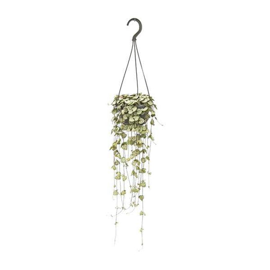 Leuchterblume - Ceropegia Woodii - Zimmerpflanze - Ø14cm - ↕50cm 