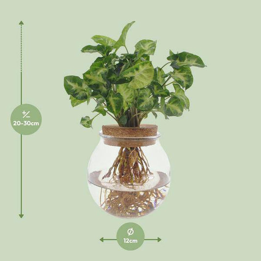 Purpurtute Syngonium Pixie – Hydroponische Zimmerpflanze – Ø12cm – 30cm Höhe – dekoratives grünes Laub – Pflegeleicht