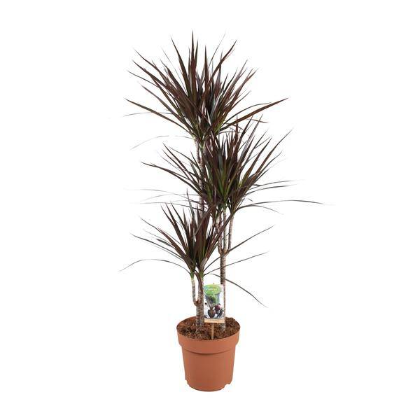 Drachenbaum - Dracaena Magenta - Zimmerpflanze - Ø21cm - ↕120cm