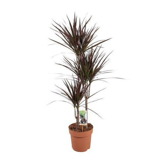 Drachenbaum - Dracaena Magenta - Zimmerpflanze - Ø21cm - ↕120cm 