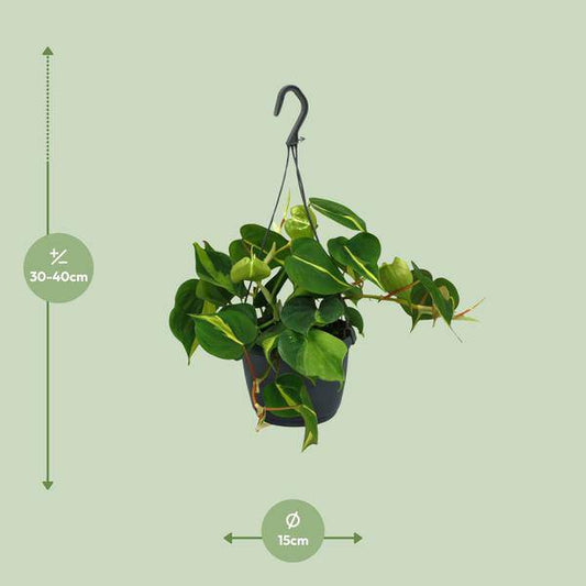 Herzblatt - Philodendron Scandens Brasil - Zimmerpflanze - Ø15cm - ↕35cm 
