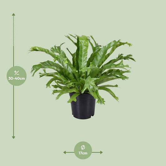 Nestfarn - Asplenium Nidus Crissie - Zimmerpflanze - Ø17cm - ↕40cm 