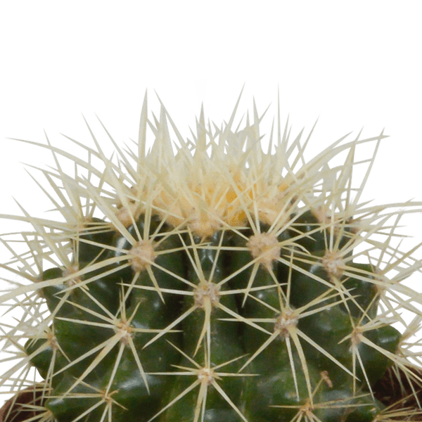 Kaktus - Bolcactus - Mix - 8,5 cm - Zimmerpflanze - im Mexicaanse-Topf