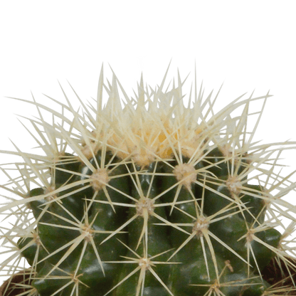 Kaktus - Bolcactus - Mix - 8,5 cm - Zimmerpflanze - im Mexicaanse-Topf