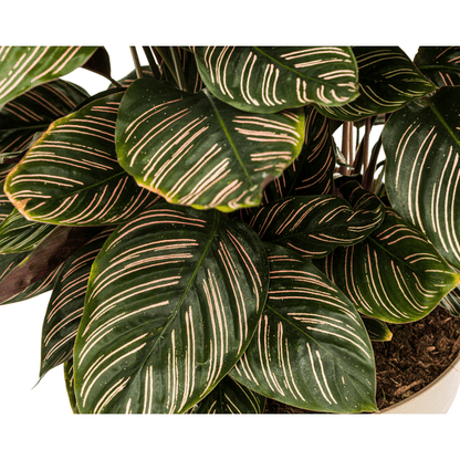 Calathea Ornata Sanderiana – Korbmarante – Zimmerpflanze Ø27cm – ↕60-80cm – Tropische Innenpflanze mit pinken Streifen – Pflegeleicht & dekorativ 