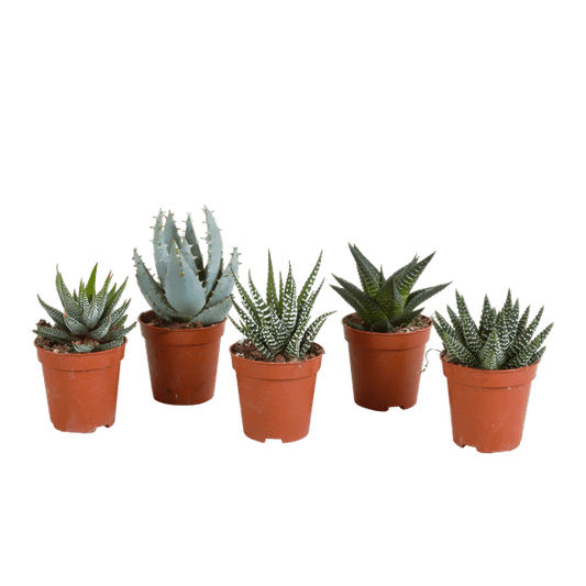 Sukkulente - Gasteria/Haworthia - Mix 5,5cm - Zimmerpflanze - 5 Stück 